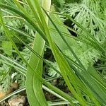 Allium neapolitanum Кора