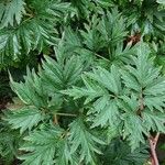 Rubus nemoralis Blad