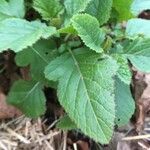 Brassica juncea Hoja