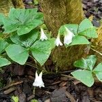 Oxalis trilliifolia Leaf