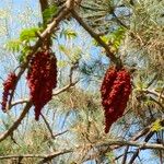 Rhus typhinaFrukt