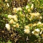 Baccharis pilularis Fruct