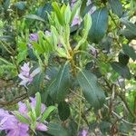 Rhododendron oreotrephes पत्ता