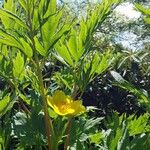 Paeonia ludlowii Leaf