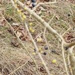 Ligustrum vulgare Bark