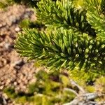 Pinus longaeva Leaf