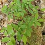 Vaccinium angustifolium Folha