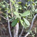 Diospyros texana 葉