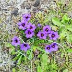 Sisyrinchium angustifoliumFlower