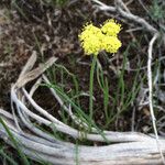 Lomatium triternatum Λουλούδι