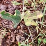 Vigna frutescens Leaf