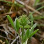 Trifolium leucanthum Other