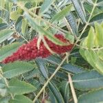 Rhus glabra Fruto