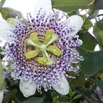 Passiflora actiniaBlüte