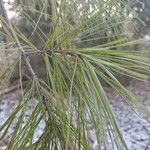 Pinus albicaulis برگ