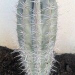 Pachycereus pringlei Yaprak