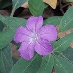 Ruellia humilis Kvet