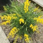 Genista canariensis Blomst