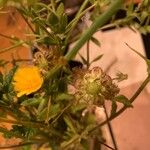 Calendula tripterocarpa Flor