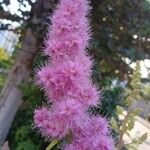 Spiraea douglasii Flower