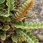 Asplenium ceterach Plod