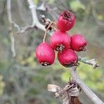 Crataegus laciniata Frukt