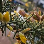 Ulex europaeus Coajă