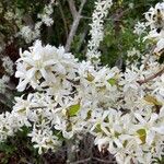 Feretia apodanthera Flor