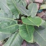 Philodendron melinonii Liść