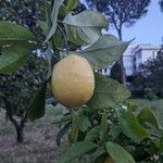 Citrus × limon Fruchs