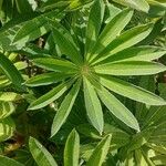 Lupinus polyphyllus Feuille