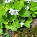 Viola blanda Leaf