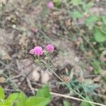 Dorycnopsis gerardi Fleur