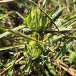 Hygrophila auriculata Fruto