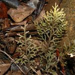 Selaginella neocaledonica Écorce