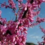 Cercis canadensis Flower