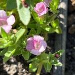 Gratiola peruviana Flower