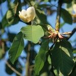 Magnolia obovata Λουλούδι