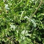 Brassica fruticulosa Hoja