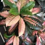 Codiaeum variegatumFuelha