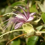 Capparis cynophallophora Kwiat
