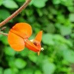Hylodesmum repandum Flower