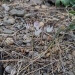 Allium moschatum Vekstform