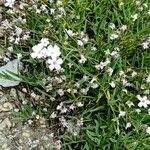 Gypsophila repensFlower