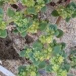 Herniaria ciliolata Fula