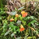 Impatiens capensis Blüte