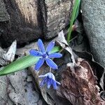 Scilla bifoliaফুল