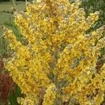 Verbascum sinuatum অভ্যাস