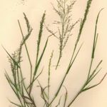 Eragrostis mexicana Sonstige