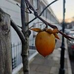 Diospyros kaki Fruit